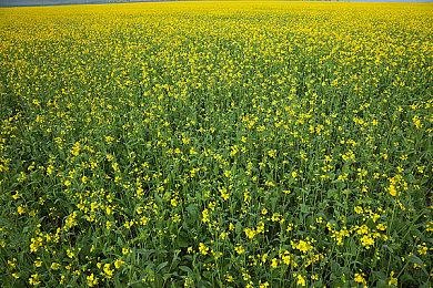 《ENENRA: DΔEMON CORE》Steam页面上线 赛朋砍杀动作